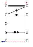 secondary structure of junction 1116