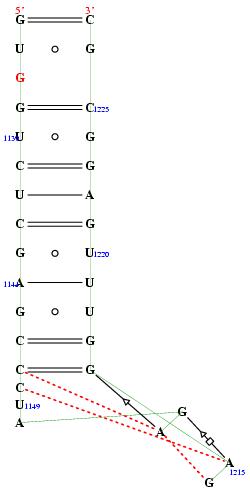 secondary structure of junction 2714