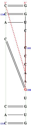 secondary structure of junction 7368